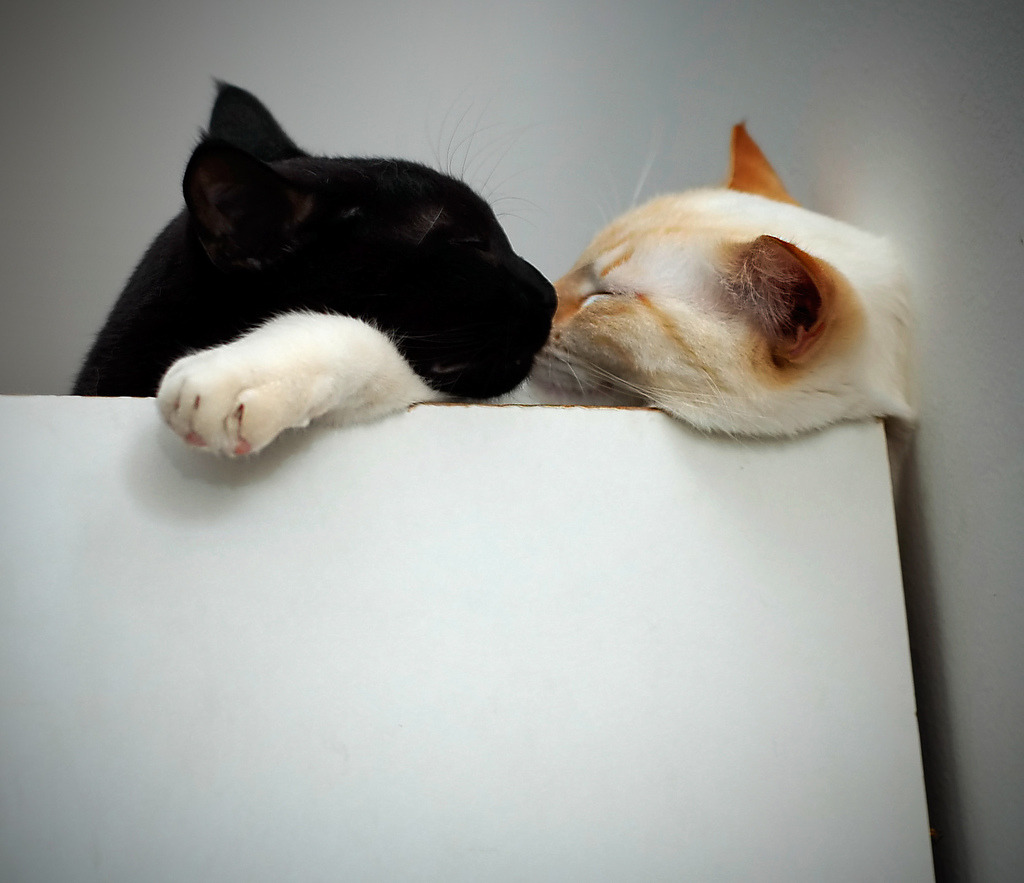 Best Cat Trees & Furniture for Happy Cats - Happy pet enjoying best products