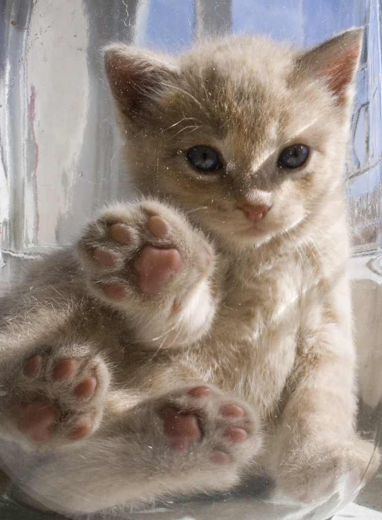 Best Cat Litter Boxes: Self-Cleaning & Traditional - Healthy pet eating quality food