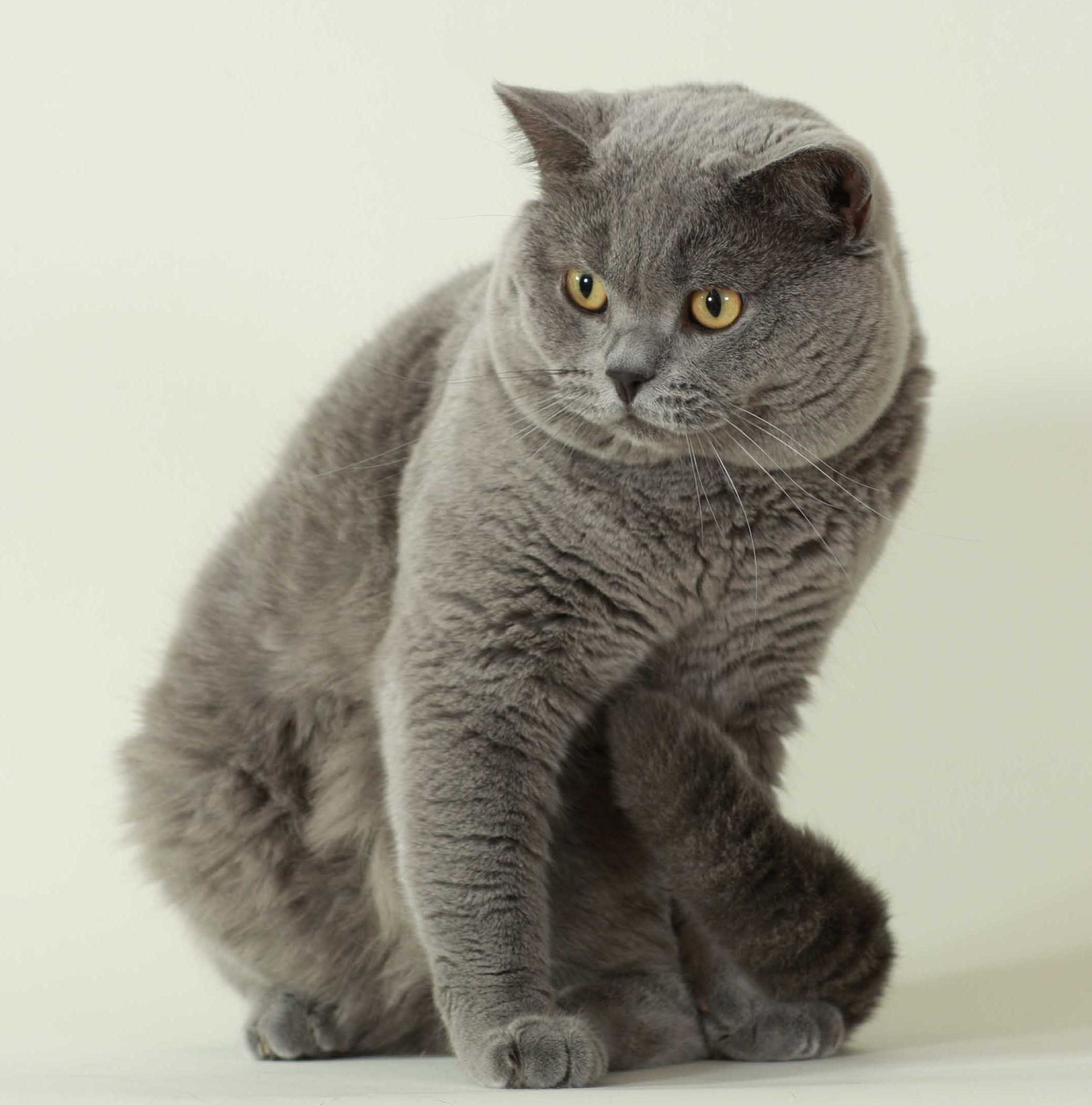 Best Cat Litter Boxes: Self-Cleaning & Traditional - Happy pet enjoying best products