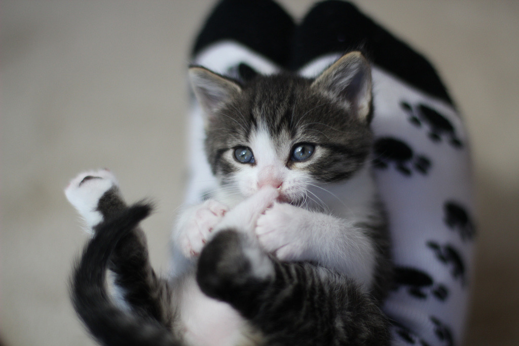 Best Cat Foods for Weight Management - Healthy pet eating quality food