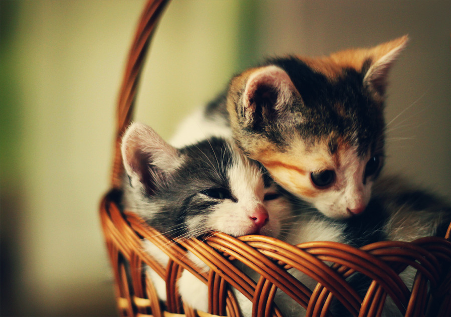 Best Cat Foods for Weight Management - Happy pet enjoying best products