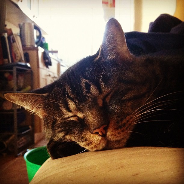 Best Grooming Tools for Cats - Healthy pet eating quality food