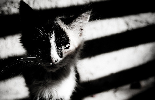 Best Grooming Tools for Cats - Happy pet enjoying best products