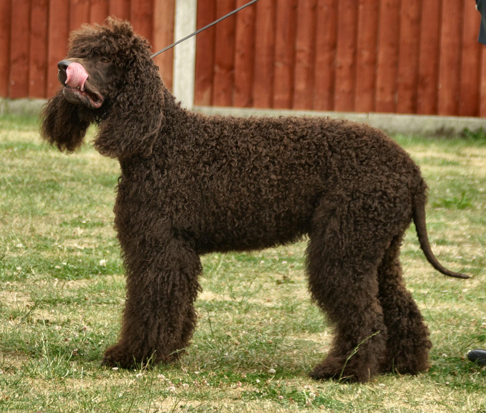 Best Dog Grooming Tools: Complete Kit - Healthy pet eating quality food