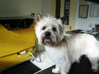 Best Dog Brush for Shedding: Top Deshedding Tools - Happy pet enjoying best products