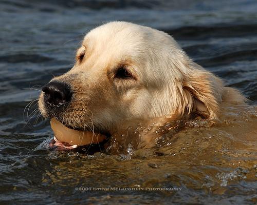 Best Dog Shampoo: Natural & Hypoallergenic - Healthy pet eating quality food