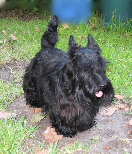 How to Groom Your Dog at Home: Step-by-Step - Happy pet enjoying best products