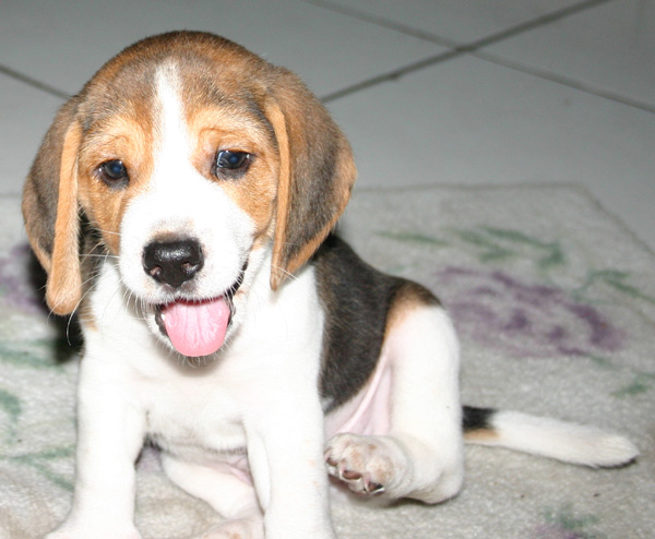 Best Dog Ear Cleaners: Safe Ear Care - Happy pet enjoying best products