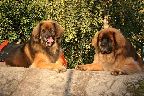 Pet Insurance for Dogs: Complete Comparison - Healthy pet eating quality food