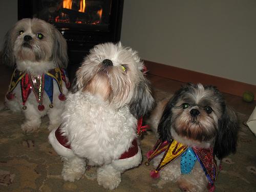 Pet Insurance for Puppies: When & What to Get - Healthy pet eating quality food