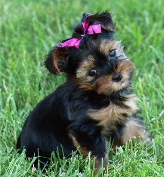 Pet Insurance for Puppies: When & What to Get - Happy pet enjoying best products