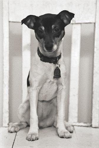 Pet Insurance for Senior Dogs: Is It Worth It? - Healthy pet eating quality food