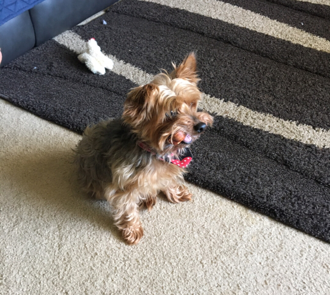 Pet Insurance for Senior Dogs: Is It Worth It? - Happy pet enjoying best products