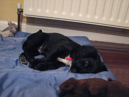 Pet Insurance That Covers Pre-Existing Conditions - Healthy pet eating quality food
