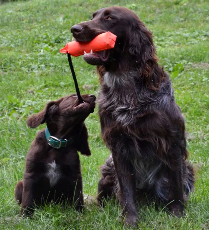 Accident-Only vs Comprehensive Pet Insurance - Healthy pet eating quality food