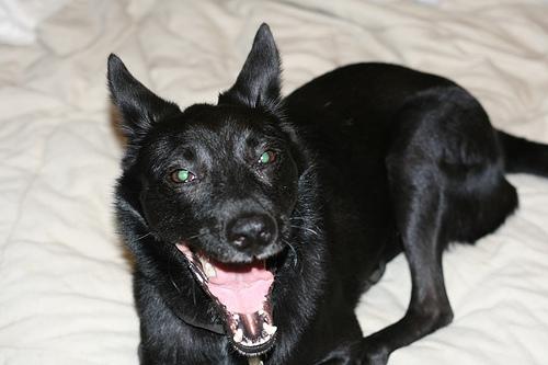 Accident-Only vs Comprehensive Pet Insurance - Happy pet enjoying best products