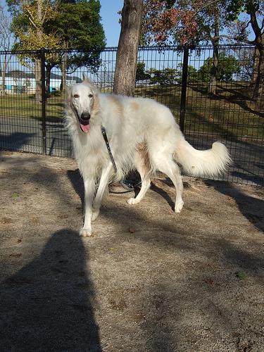 Pet Wellness Plans: Preventive Care Coverage - Healthy pet eating quality food