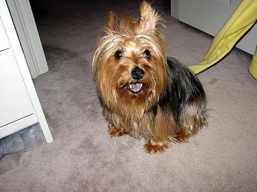 Pet Wellness Plans: Preventive Care Coverage - Happy pet enjoying best products