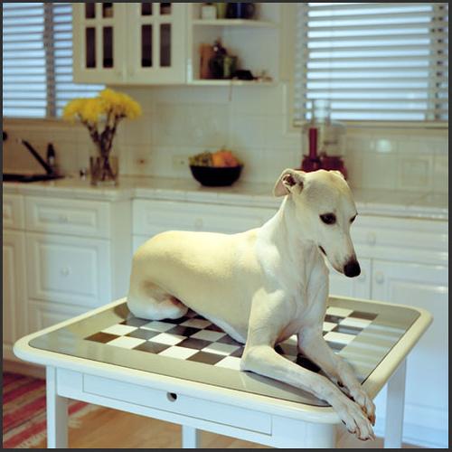 Best Dog Toys: Mental Stimulation Guide - Healthy pet eating quality food