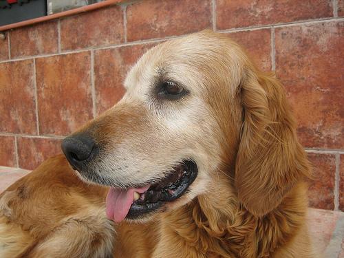 Best Puzzle Toys for Dogs: Mental Enrichment - Healthy pet eating quality food