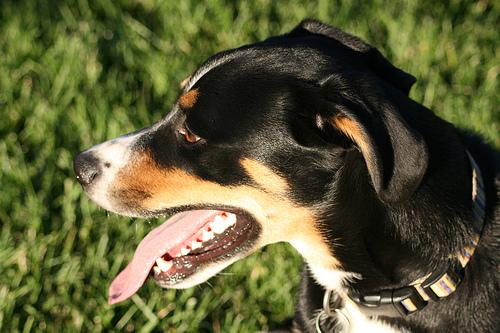 Best Puzzle Toys for Dogs: Mental Enrichment - Happy pet enjoying best products