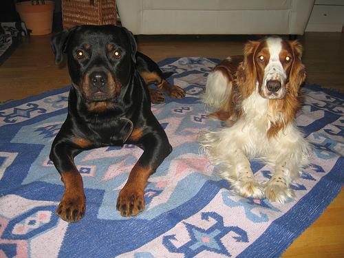Best Interactive Dog Toys: Engagement & Play - Healthy pet eating quality food