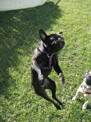 Best Interactive Dog Toys: Engagement & Play - Happy pet enjoying best products