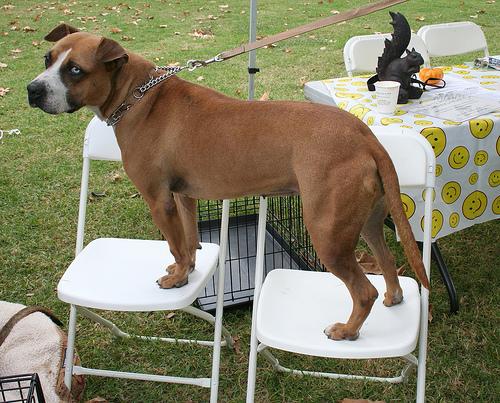 Best Dog Training Treats: Reward Systems - Healthy pet eating quality food