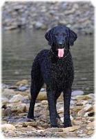 Best Dog Training Collars & Tools - Healthy pet eating quality food