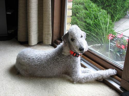 Best Dog Training Collars & Tools - Happy pet enjoying best products