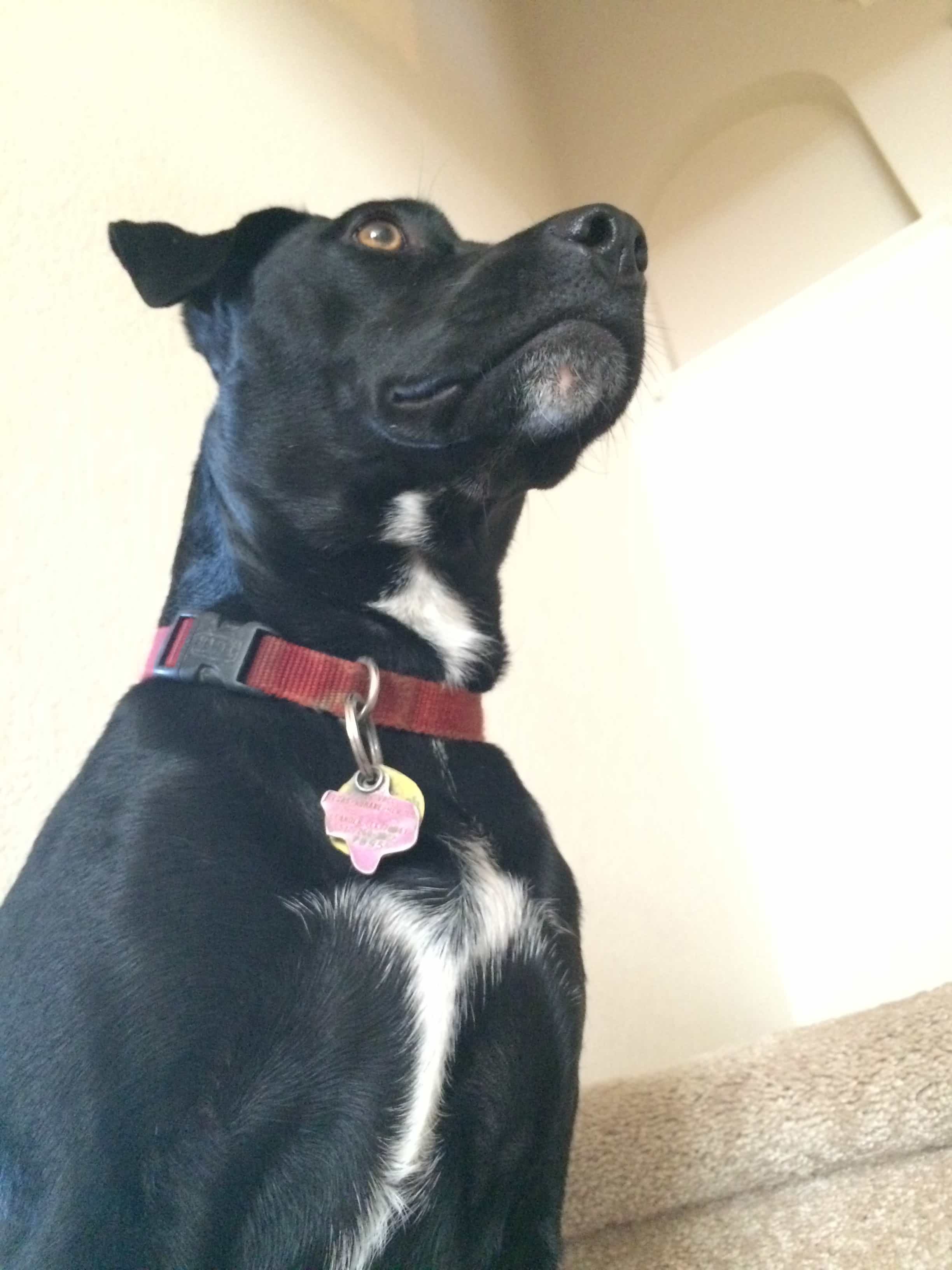 How to Potty Train a Puppy: Complete Guide - Happy pet enjoying best products