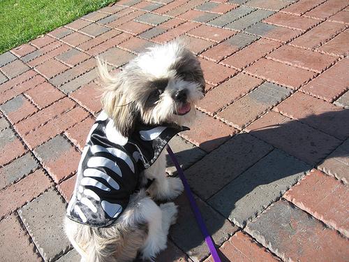 Best Dog Leashes & Harnesses for Walking - Happy pet enjoying best products