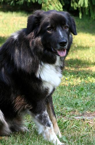 Best Dog Crates: Safe Travel & Home Solutions - Healthy pet eating quality food