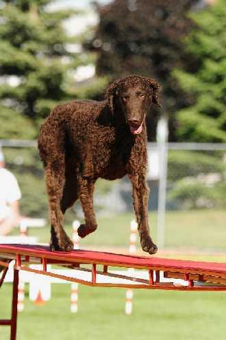 Best Dog Crates: Safe Travel & Home Solutions - Happy pet enjoying best products
