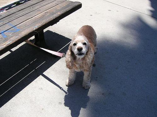 Natural Flea & Tick Remedies for Dogs - Healthy pet eating quality food