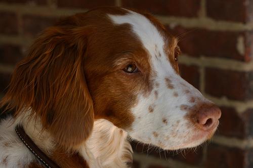 Natural Flea & Tick Remedies for Dogs - Happy pet enjoying best products