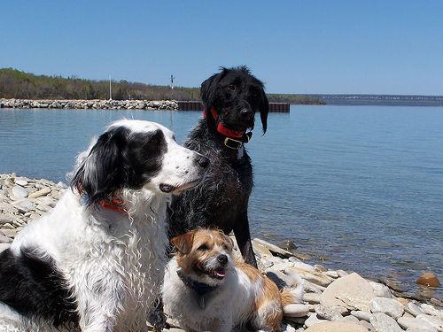 Holistic Dog Care: Natural Health Approaches - Happy pet enjoying best products