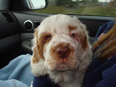 Native Pet Probiotic Review: Is It Worth the Hype? (2026) - Healthy pet eating quality food