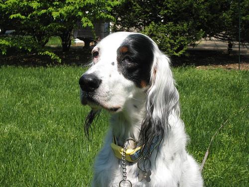 Best Pet Insurance for Dogs: Top 5 Companies Compared (2026) - Healthy pet eating quality food