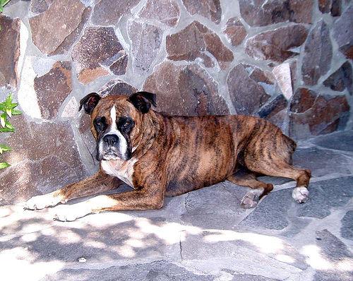 Best Joint Supplements for Dogs: Top Picks for Hip & Joint Health - Healthy pet eating quality food