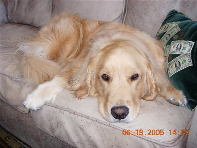 The Ultimate Guide to Dog Nutrition: What Every Owner Must Know - Healthy pet eating quality food