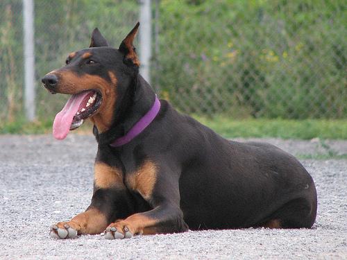 The Ultimate Guide to Dog Nutrition: What Every Owner Must Know - Happy pet enjoying best products