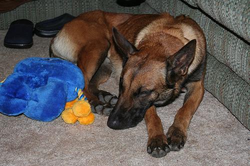 Best Dog Food for Allergies: 2026 Buyerâ€™s Guide - Happy pet enjoying best products