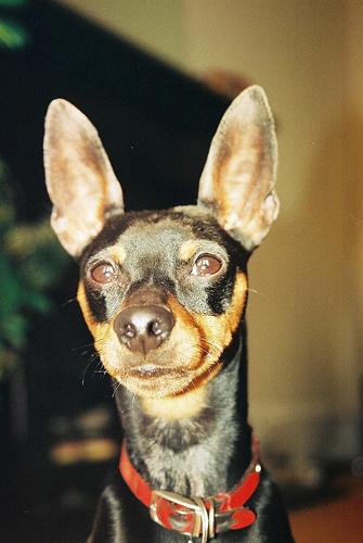 Grain-Free vs Grain-Inclusive Dog Food: Which Is Better? - Healthy pet eating quality food