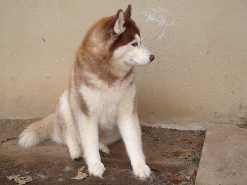 Grain-Free vs Grain-Inclusive Dog Food: Which Is Better? - Happy pet enjoying best products