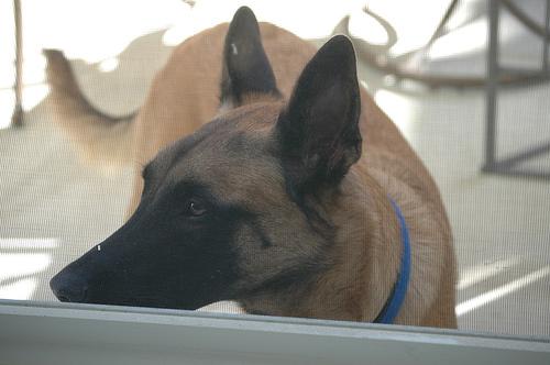 The Complete Guide to Dog Supplements: What Works & What Doesnâ€™t - Happy pet enjoying best products