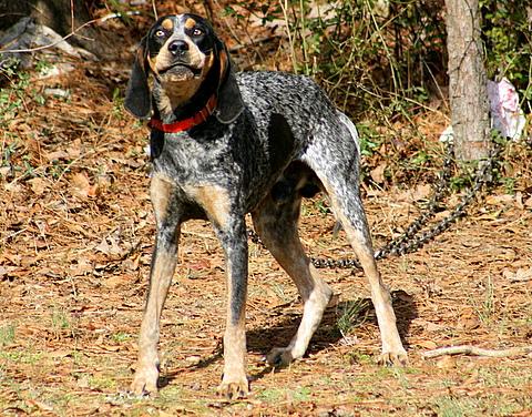 Best Joint Supplements for Dogs: Top Picks for 2026 - Healthy pet eating quality food
