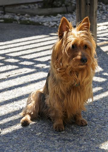 Best Joint Supplements for Dogs: Top Picks for 2026 - Happy pet enjoying best products