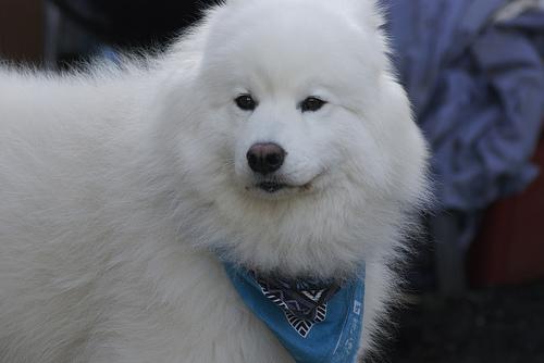 Ultimate Guide to Pet Insurance: Is It Worth It? - Healthy pet eating quality food