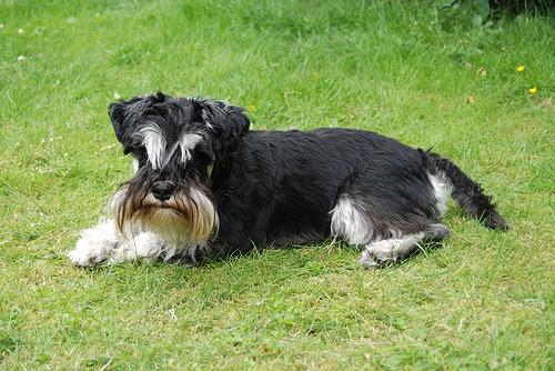 Best Pet Insurance Companies: 2026 Comparison - Healthy pet eating quality food